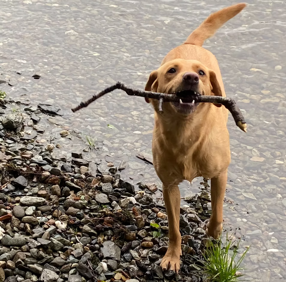 Portsonachan Hotel Pet friendly