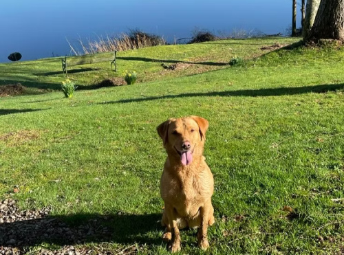Dog relaxing by Loch